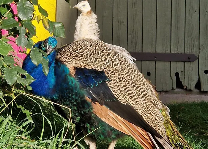 Apartman Maerchenhaft Urlauben Auf Dem Alpakahof *