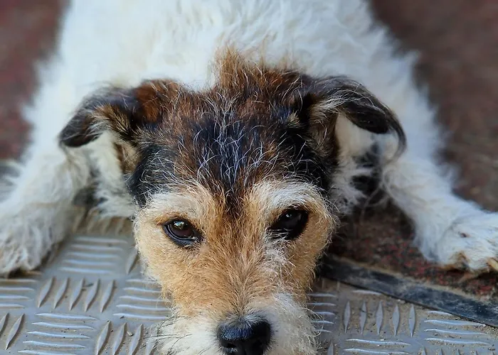 Maerchenhaft Urlauben Auf Dem Alpakahof Apartman *